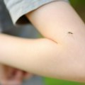 Groznica Zapadnog Nila u Srbiji: Registrovana 43 slučaja od početka sezone, u Beogradu 14