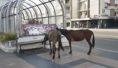 Još jedan konj stradao u Nišu iz krda koje se slobodno kreće gradom