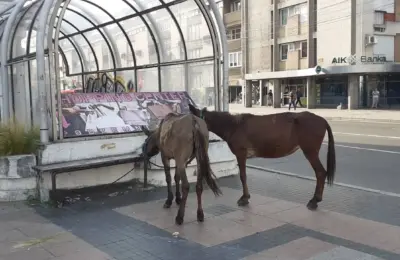 Još jedan konj stradao u Nišu iz krda koje se slobodno kreće gradom