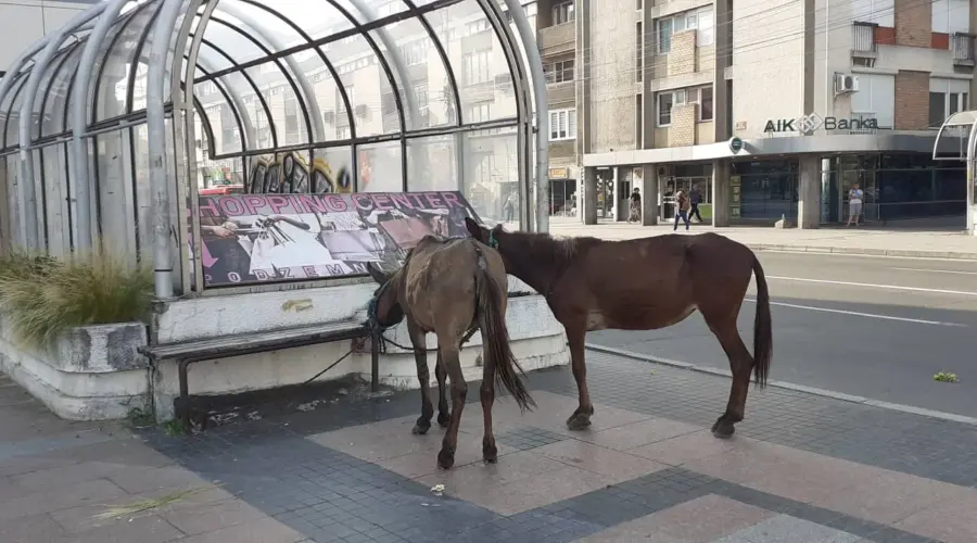 Još jedan konj stradao u Nišu iz krda koje se slobodno kreće gradom