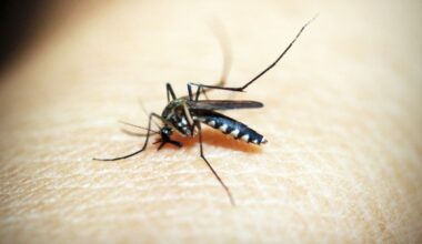 KOMARCI ŠIRE OPASAN VIRUS PO ČIKAGU: Zabeležen i prvi smrtni slučaj u ovoj godini!