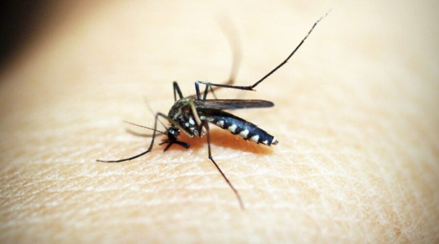 KOMARCI ŠIRE OPASAN VIRUS PO ČIKAGU: Zabeležen i prvi smrtni slučaj u ovoj godini!