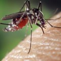Novi podaci Batuta zabrinjavaju, virus i dalje prisutan: 49 od 53 obolela ima neuroinvazivni oblik bolesti