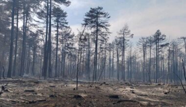 Požar u Deliblatskoj peščari lokalizovan, naselja oko Bele Crkve bezbedna
