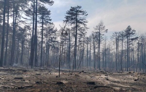 Požar u Deliblatskoj peščari lokalizovan, naselja oko Bele Crkve bezbedna