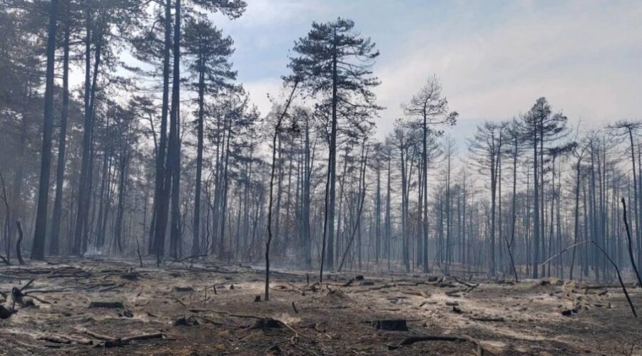 Požar u Deliblatskoj peščari lokalizovan, naselja oko Bele Crkve bezbedna