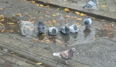 Promenljivo vreme, ponegde kiša i pljuskovi