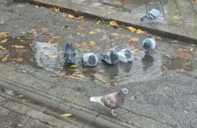 Danas promenljivo vreme u Srbiji: Kiša u pojedinim krajevima, temperatura do 17 stepeni