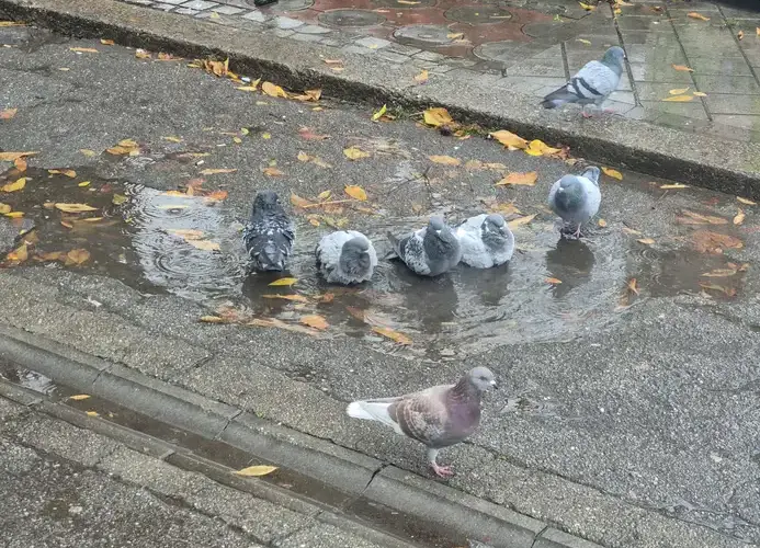 Promenljivo vreme, ponegde kiša i pljuskovi