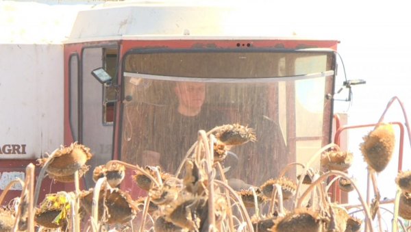 ПОЧЕЛА БЕРБА СУНЦОКРЕТА У ПОМОРАВЉУ:  Први приноси скинути у јагодинском Кончареву