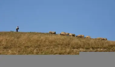Severna Makedonija: Grom ubio 95 ovaca na planini kod Velesa