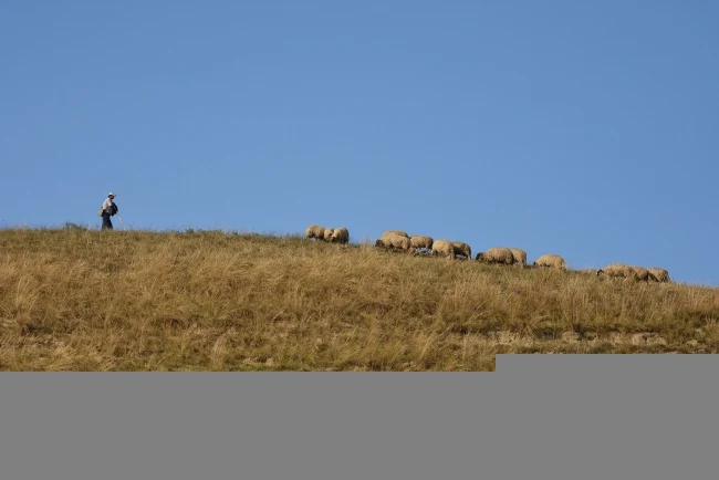 Severna Makedonija: Grom ubio 95 ovaca na planini kod Velesa