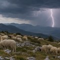 Snažan udar groma usmrtio 95 ovaca u Severnoj Makedoniji