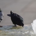 Sunčano i veoma toplo, posle podne ponegde kratkotrajna kiša – temperatura do 36 stepeni