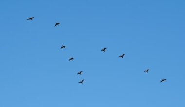 U Litvaniji sumnjivi dron bio zapravo jato ptica