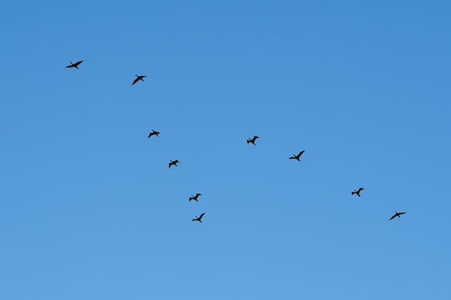 U Litvaniji sumnjivi dron bio zapravo jato ptica