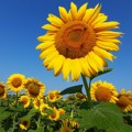 U Srbiji pretežno sunčano, temperatura do 26 stepeni