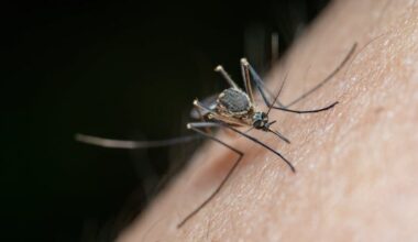 U Srbiji registrovano 37 slučajeva obolevanja od groznice Zapadnog Nila