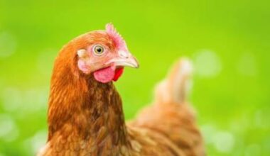 Zlostavljao kokošku i sve snimio: Mladi Austrijanac završio pred sudom | Srpska dijaspora