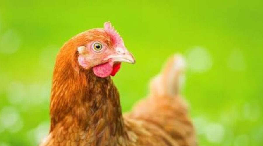 Zlostavljao kokošku i sve snimio: Mladi Austrijanac završio pred sudom | Srpska dijaspora