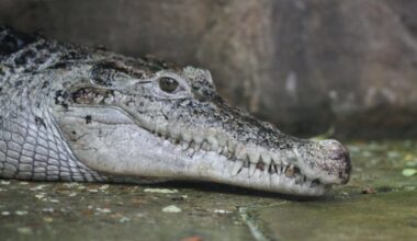 Aligator dug 3,7 metara usmrtio 71-godišnjeg muškarca dok je pecao