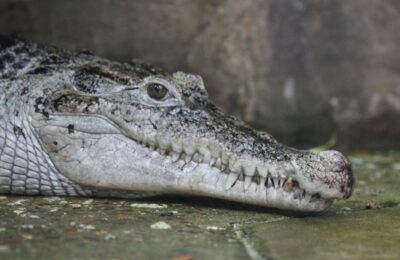 Aligator dug 3,7 metara usmrtio 71-godišnjeg muškarca dok je pecao