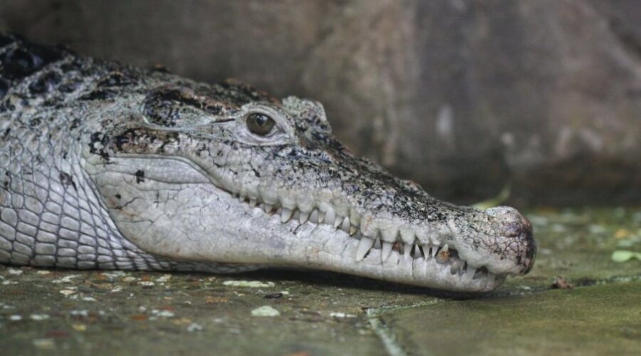 Aligator dug 3,7 metara usmrtio 71-godišnjeg muškarca dok je pecao
