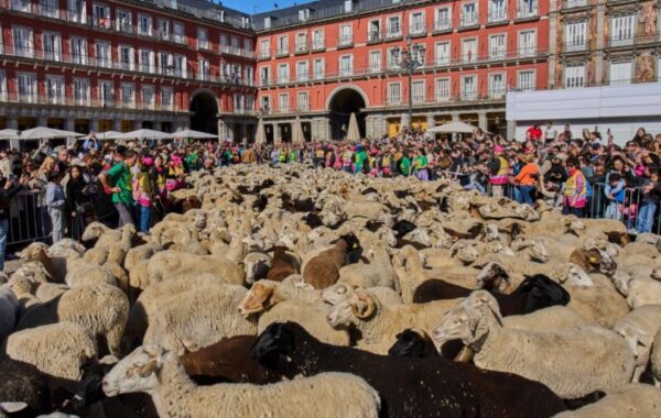 Hiljade ovaca i koza preplavilo ulice Madrida