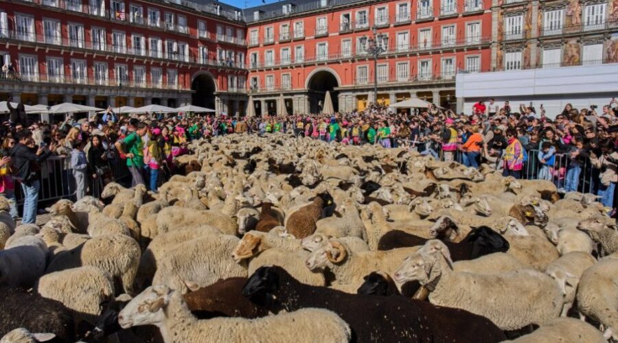 Hiljade ovaca i koza preplavilo ulice Madrida