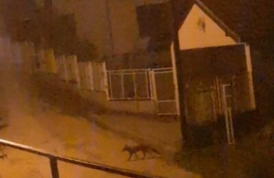 Muke žitelja perifernih čačanskih naselja sa lisicama i šakalima