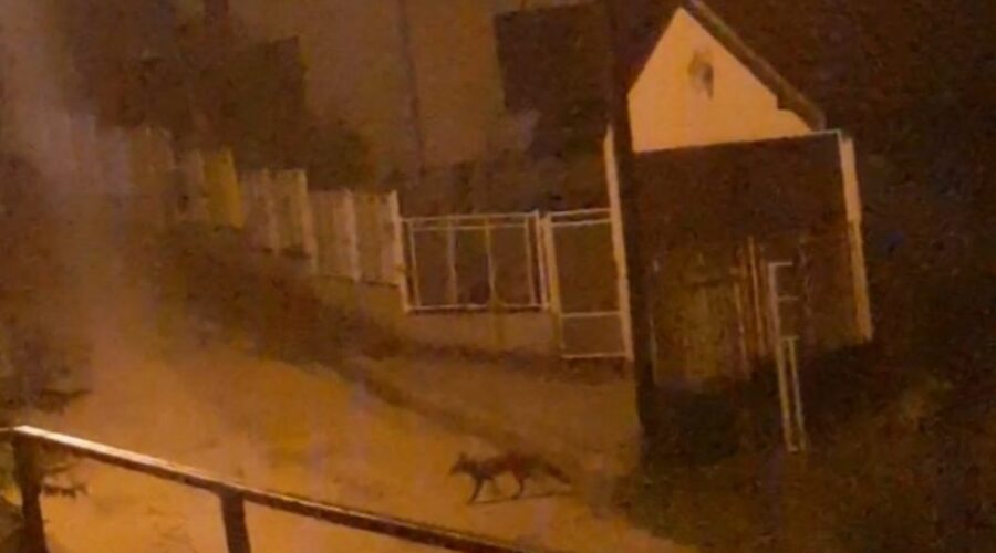 Muke žitelja perifernih čačanskih naselja sa lisicama i šakalima