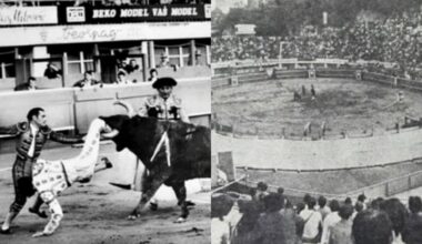 BIKOVI USRED BEOGRADA: Na današnji dan 1971. Tašmajdan postao arena za borbu s bikovima – jedan od njih završio kao večera u Skadarliji!