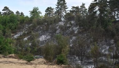 Doneta Naredba o sakupljanju šumskog semena za obnovu šuma u Srbiji | Srpska dijaspora