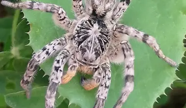 Džinovski pauci u Austriji: Tarantule viđene više od 100 puta | Srpska dijaspora