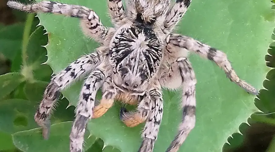 Džinovski pauci u Austriji: Tarantule viđene više od 100 puta | Srpska dijaspora
