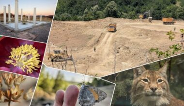 EKOLOZI UPOZORAVAJU: Pronađeno čak 117 zaštićenih vrsta na području planiranog rudnika kod Zaječara! (FOTO)