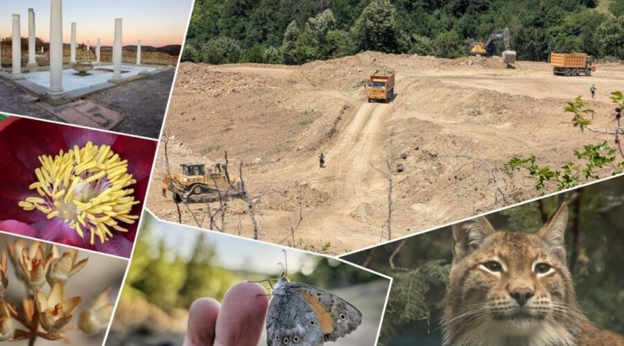 EKOLOZI UPOZORAVAJU: Pronađeno čak 117 zaštićenih vrsta na području planiranog rudnika kod Zaječara! (FOTO)