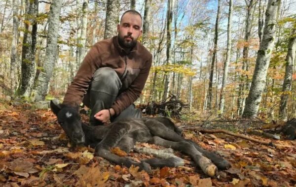 HEROJ SA SUVE PLANINE: Šumarski inženjer pronašao promrzlo ždrebe i nosio ga više od sat vremena do automobila kako bi ga spasao!