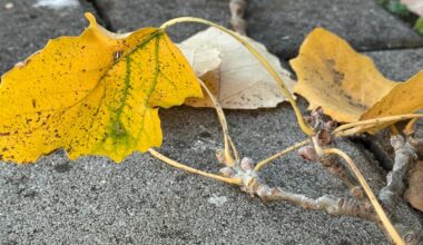 Hladno i oblačno vreme nastavlja se i danas, temperatura od 10 do 15 stepeni