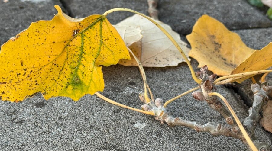 Hladno i oblačno vreme nastavlja se i danas, temperatura od 10 do 15 stepeni