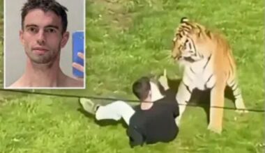 JEZIVA TRAGEDIJA U ZOOLOŠKOM VRTU: Britanac (20) preskočio ogradu i snimao tigra, nekoliko trenutaka kasnije životinja ga rastrgla! (VIDEO)