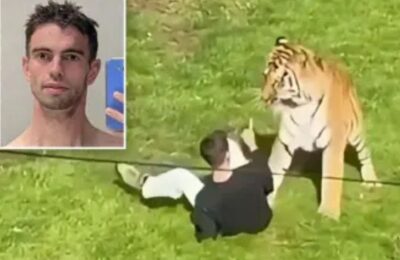 JEZIVA TRAGEDIJA U ZOOLOŠKOM VRTU: Britanac (20) preskočio ogradu i snimao tigra, nekoliko trenutaka kasnije životinja ga rastrgla! (VIDEO)