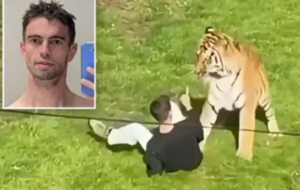 JEZIVA TRAGEDIJA U ZOOLOŠKOM VRTU: Britanac (20) preskočio ogradu i snimao tigra, nekoliko trenutaka kasnije životinja ga rastrgla! (VIDEO)