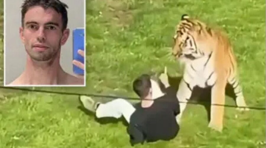 JEZIVA TRAGEDIJA U ZOOLOŠKOM VRTU: Britanac (20) preskočio ogradu i snimao tigra, nekoliko trenutaka kasnije životinja ga rastrgla! (VIDEO)