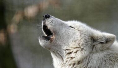 Jeziva nesreća u nemačkom zoološkom vrtu, već im bežale životinje
