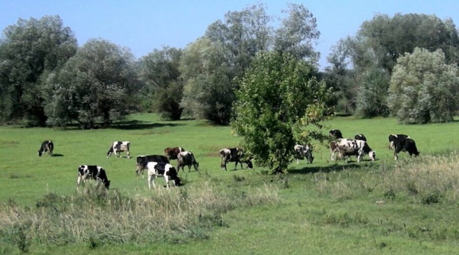 Opština Golubac dodeljuje bespovratna sredstva