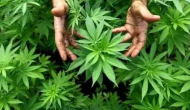 Policija uhapsila penzionere u Austriji: Zaplenjeno više kilograma droge | Srpska dijaspora