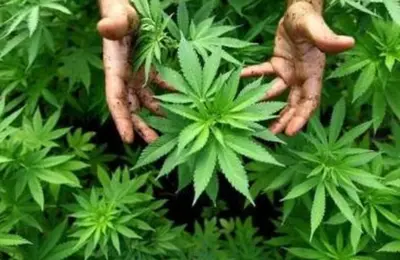Policija uhapsila penzionere u Austriji: Zaplenjeno više kilograma droge | Srpska dijaspora