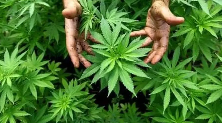 Policija uhapsila penzionere u Austriji: Zaplenjeno više kilograma droge | Srpska dijaspora
