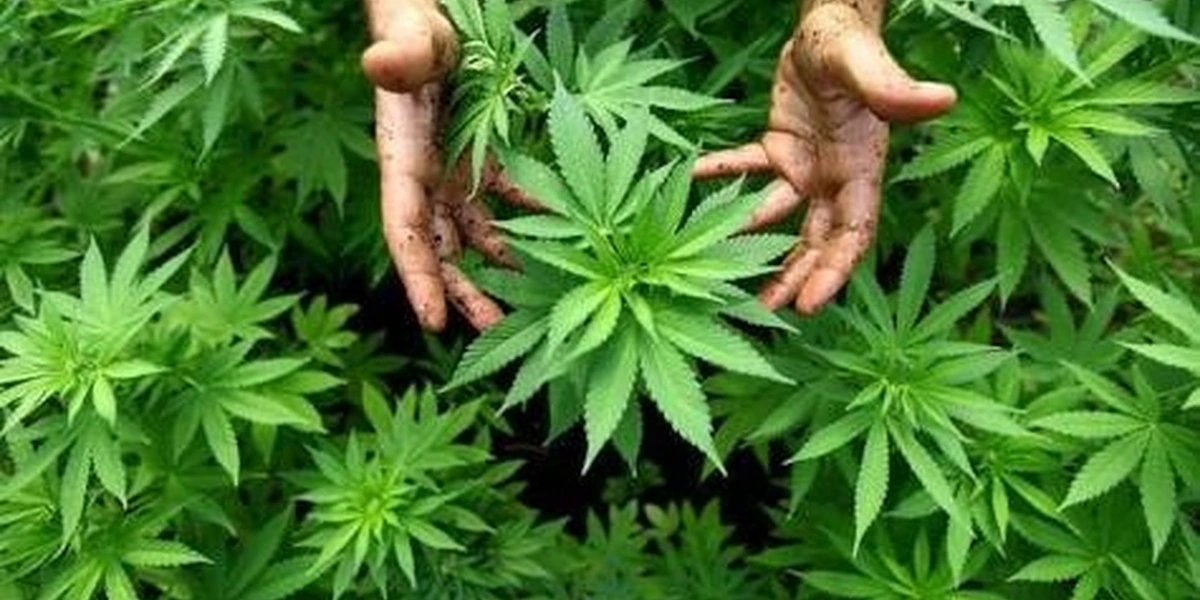 policija-uhapsila-penzionere-u-austriji:-zaplenjeno-vise-kilograma-droge policija-uhapsila-penzionere-u-austriji:-zaplenjeno-vise-kilograma-droge